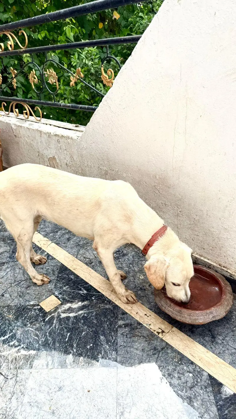 pedigree Pair of Golden Retriever — photo 2