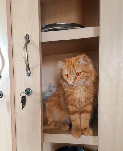orange cat