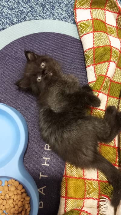 Male Persian kitten for sale