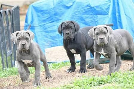 Cane Corso. Doggo Argentino Alabai. GSD. Golden retriever etc