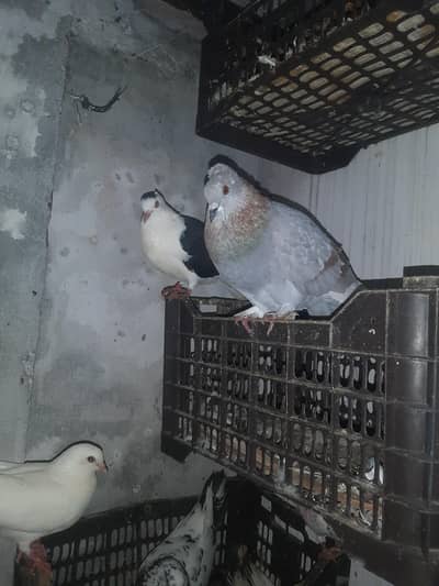 pigeon