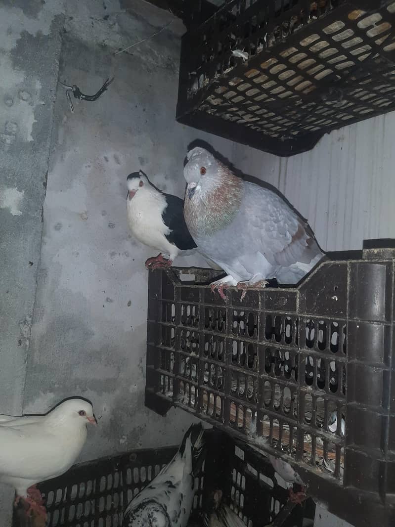 pigeon 0