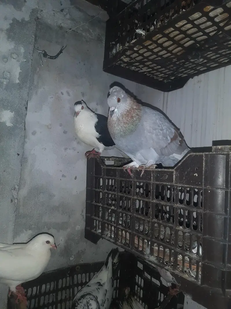 pigeon