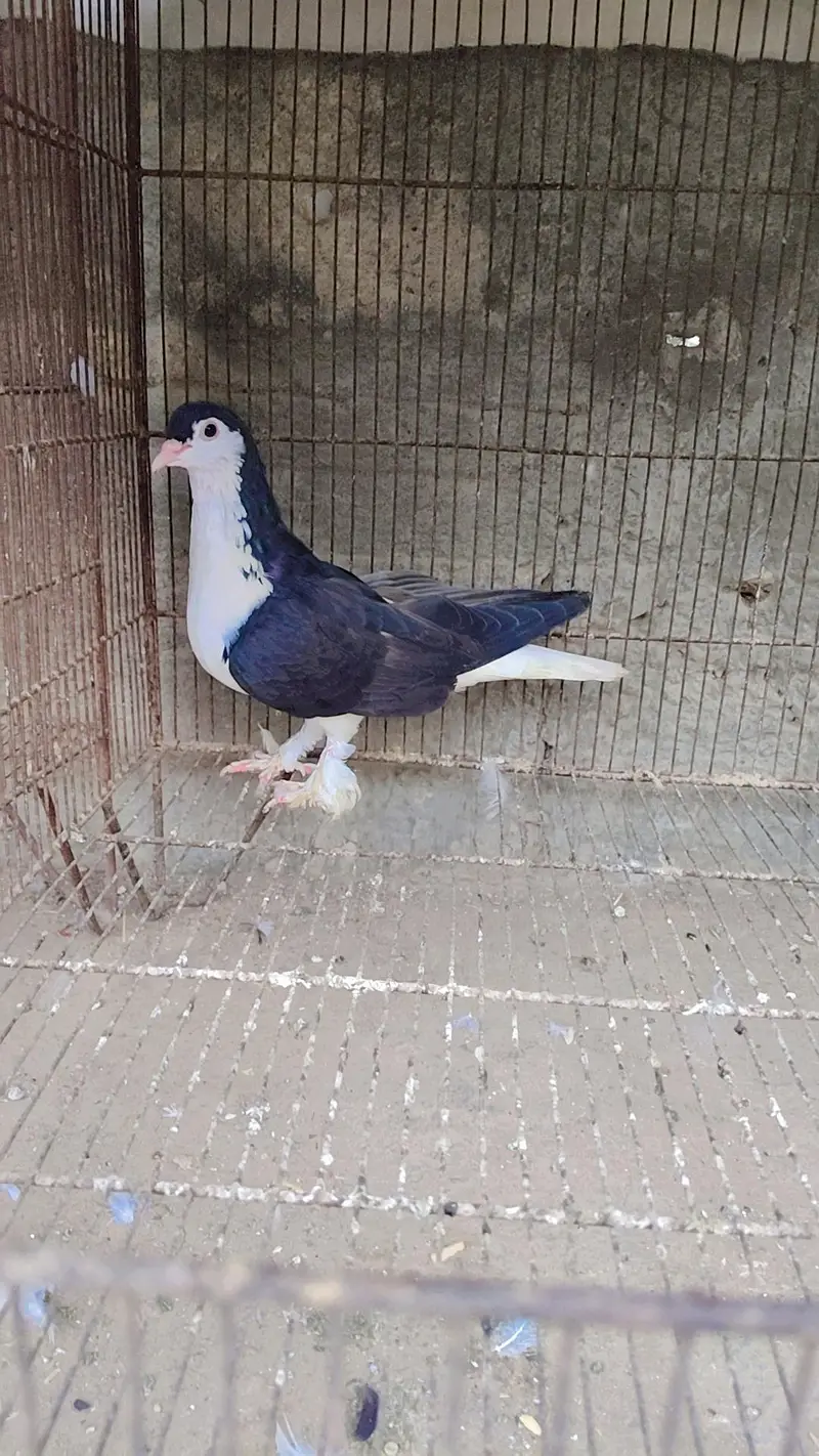 5 ha larta hua