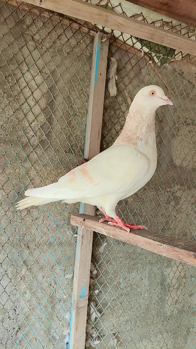 5 ha larta hua — photo 5