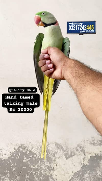 Raw parrot