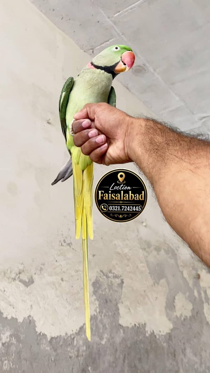 Raw parrot 1