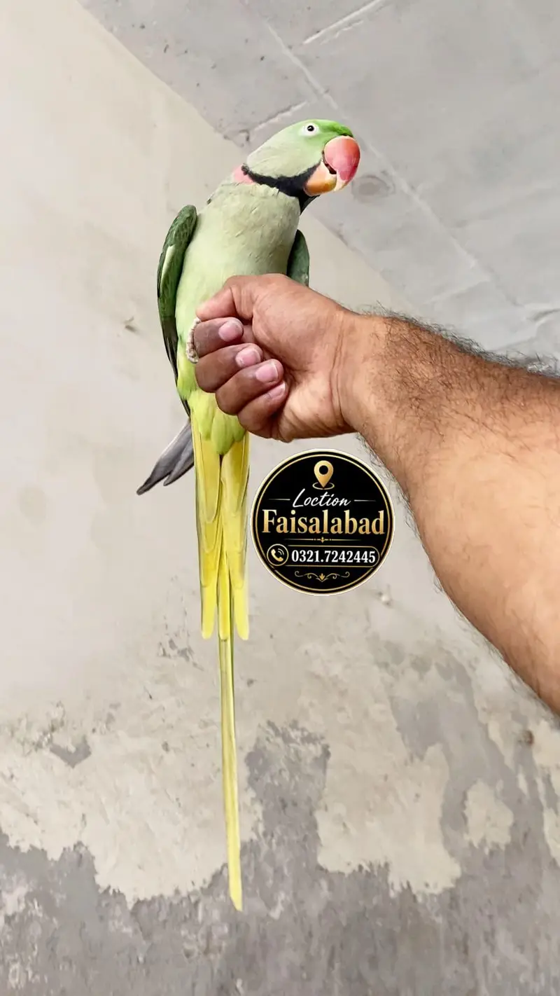 Raw parrot — photo 2