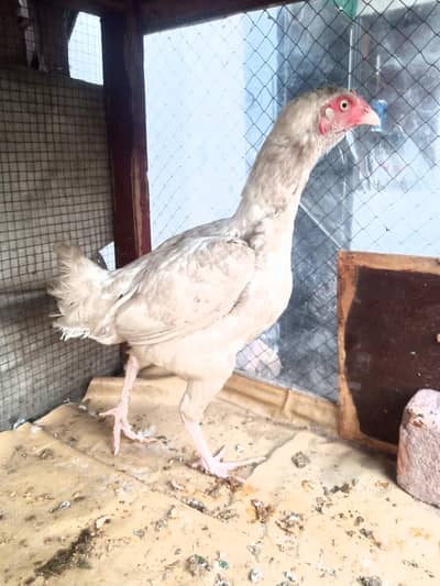 aseel gamer Heera female for sale