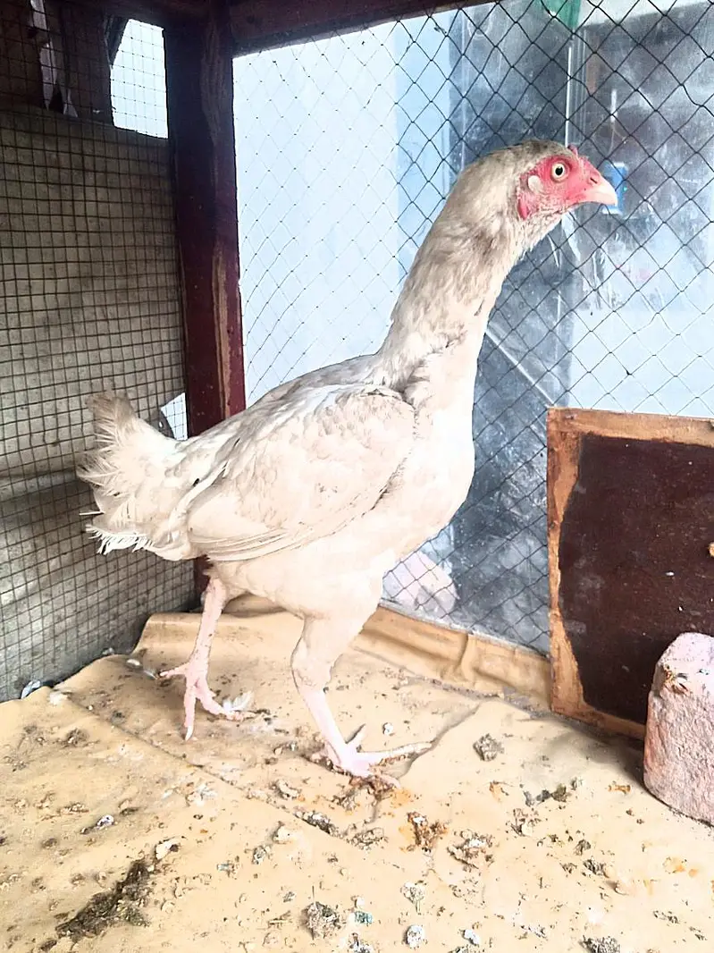 aseel gamer Heera female for sale — photo 2