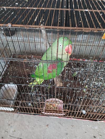 yellow ring nack bredar female raw breedar female