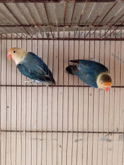lovebirds breeder pairs. . . .