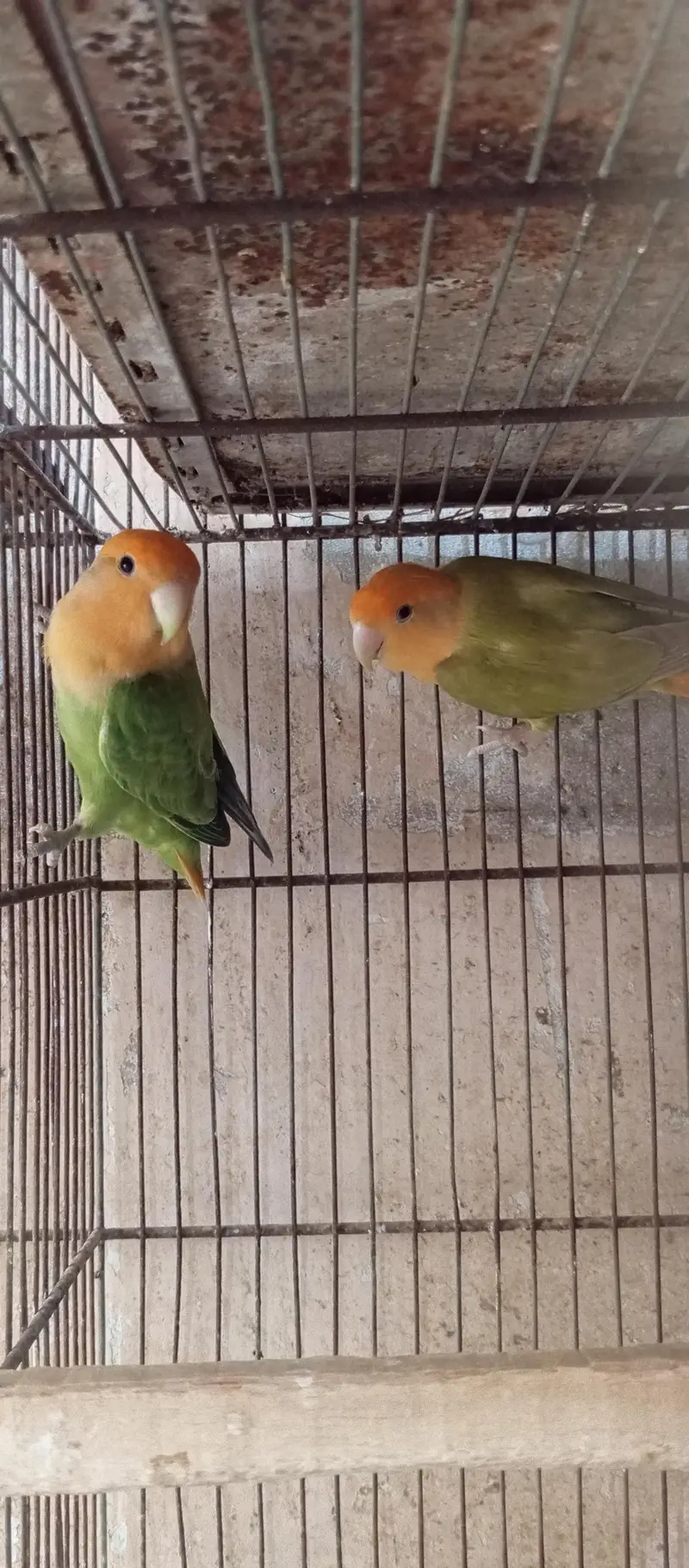 lovebirds breeder pairs. . . . — photo 2