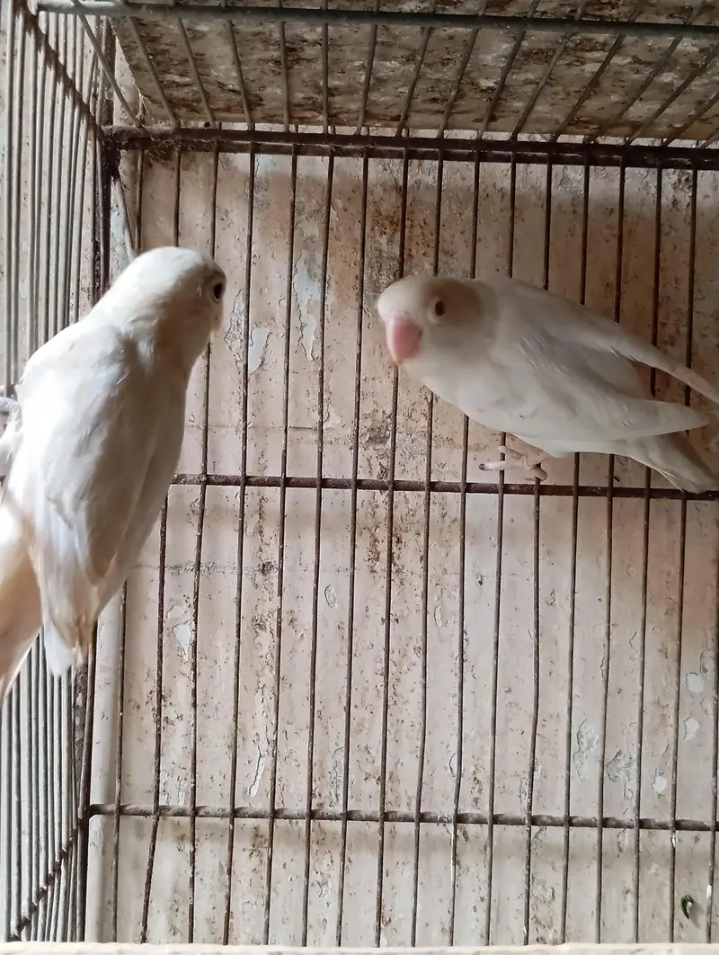 lovebirds breeder pairs. . . . — photo 3