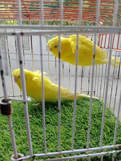 lutino back fril red eyes breader pair.