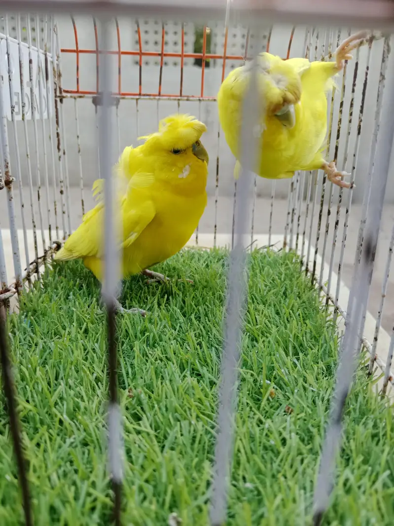 lutino back fril red eyes breader pair. — photo 3
