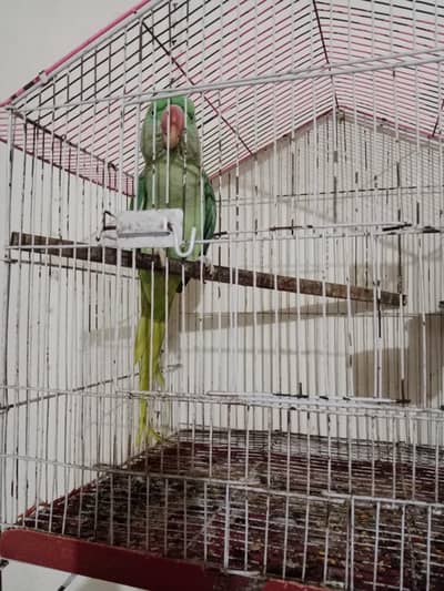 lutino back fril red eyes breader pair.