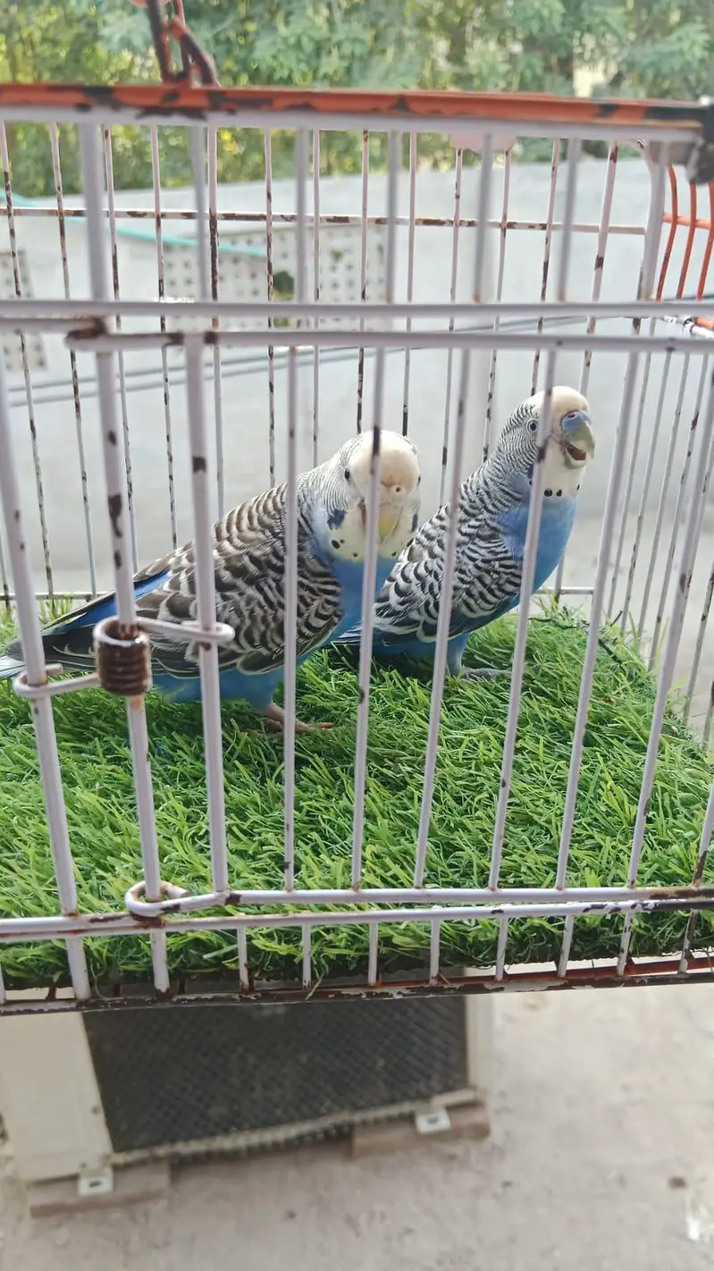 lutino back fril red eyes breader pair. — photo 5