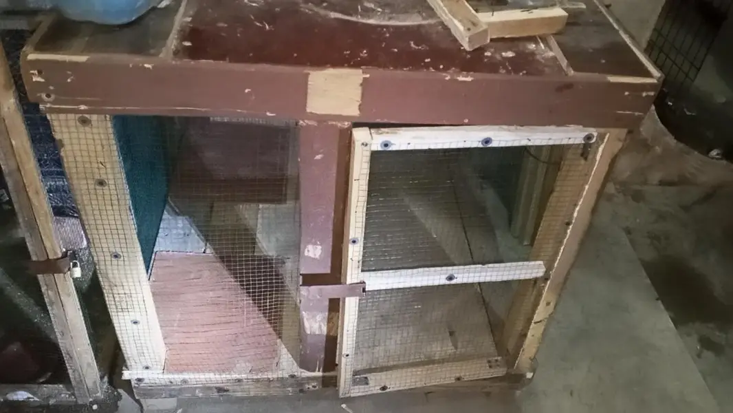 cage do  Hain bohot ziyada heavy lakri Kay — photo 2
