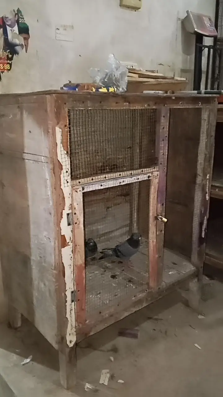 cage do  Hain bohot ziyada heavy lakri Kay — photo 3