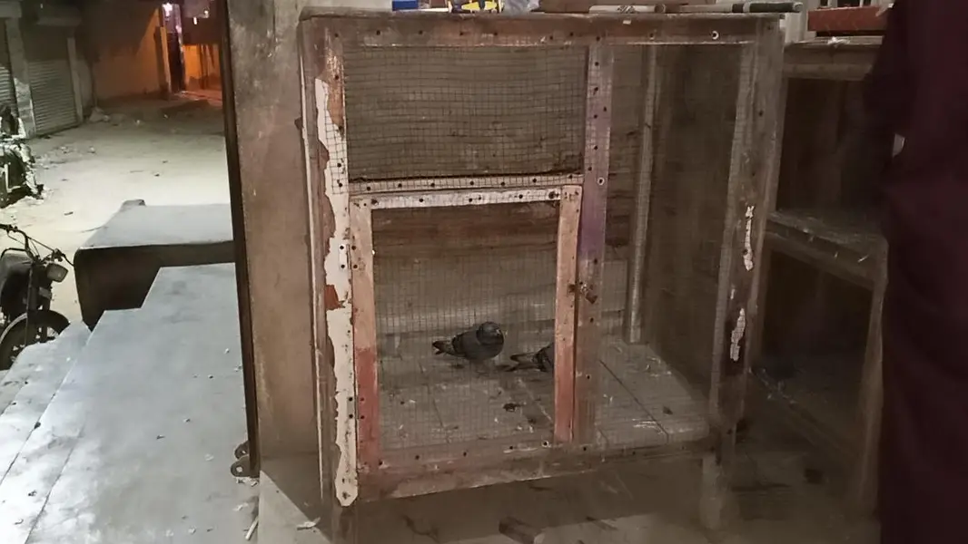 cage do  Hain bohot ziyada heavy lakri Kay — photo 4