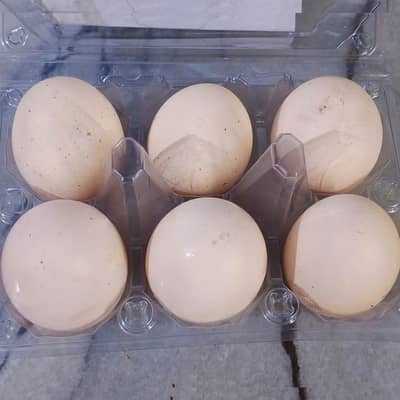 Light Sussex Eggs