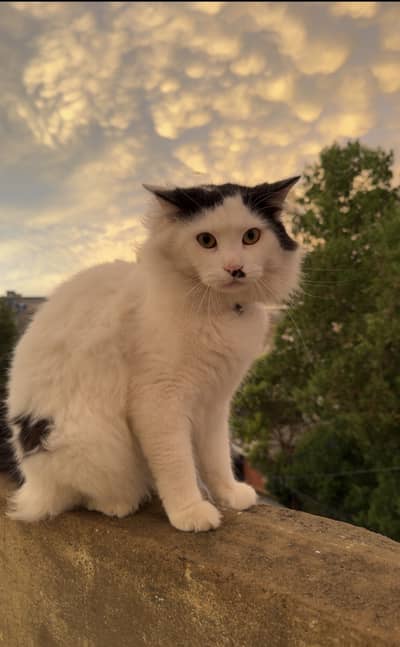 Persian cats  for sale. 1 male hai or 1 female