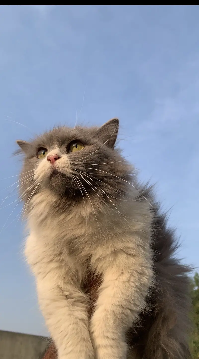 Persian cats  for sale. 1 male hai or 1 female — photo 2