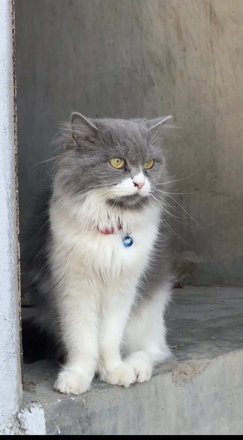 Persian cats  for sale. 1 male hai or 1 female — photo 4