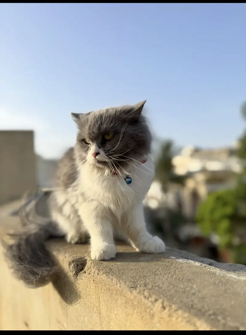 Persian cats  for sale. 1 male hai or 1 female — photo 6