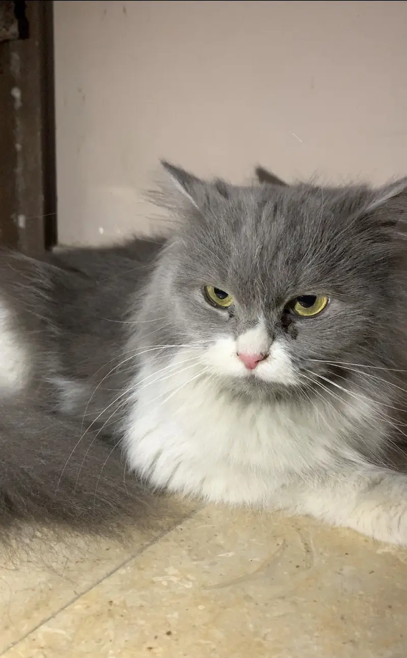 Persian cats  for sale. 1 male hai or 1 female — photo 7