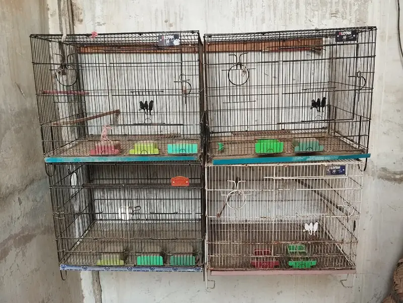 Breeding Cages for Birds (Lovebirds, Finches, Budgies)