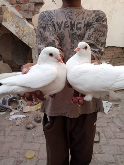 King Pigeon Jorra For Sale