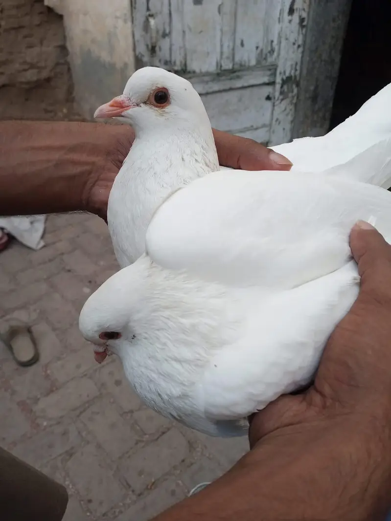 King Pigeon Jorra For Sale — photo 2