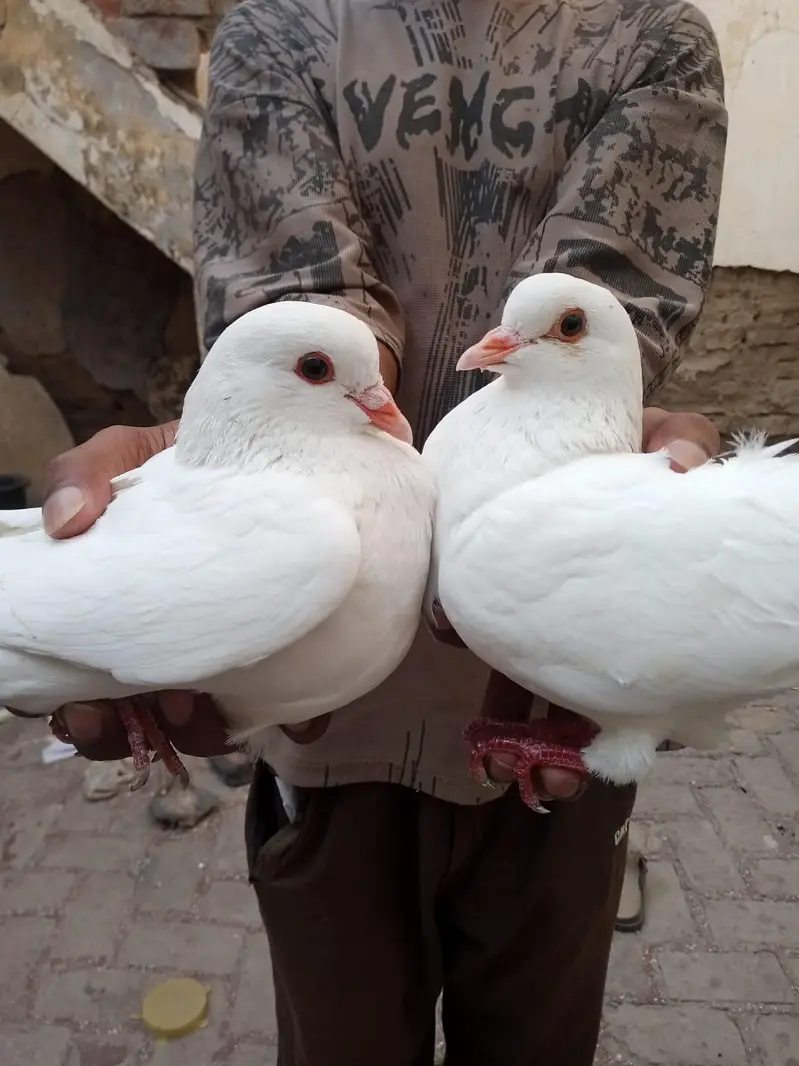 King Pigeon Jorra For Sale — photo 3