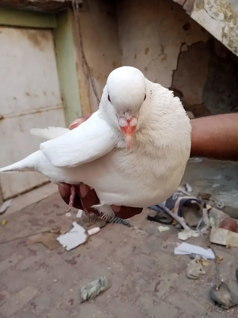 King Pigeon Jorra For Sale — photo 4