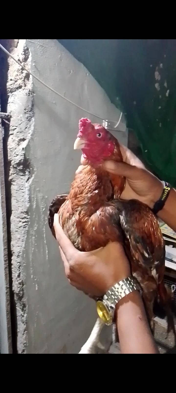 Mashallah 0