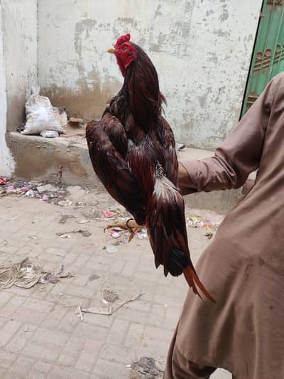 High quality Mianwali