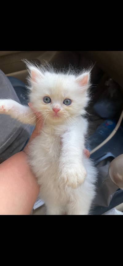 Triple coat persian kittens