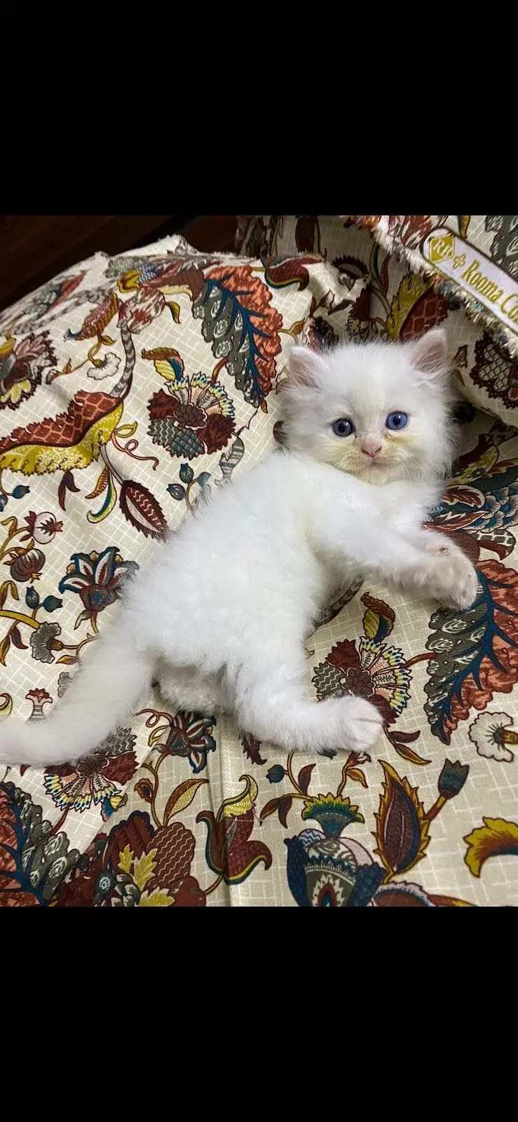 Triple coat persian kittens — photo 2