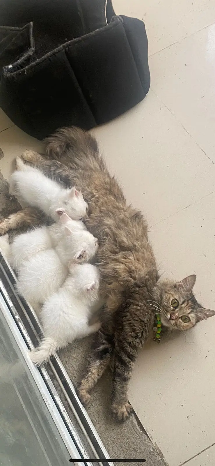 Triple coat persian kittens — photo 3