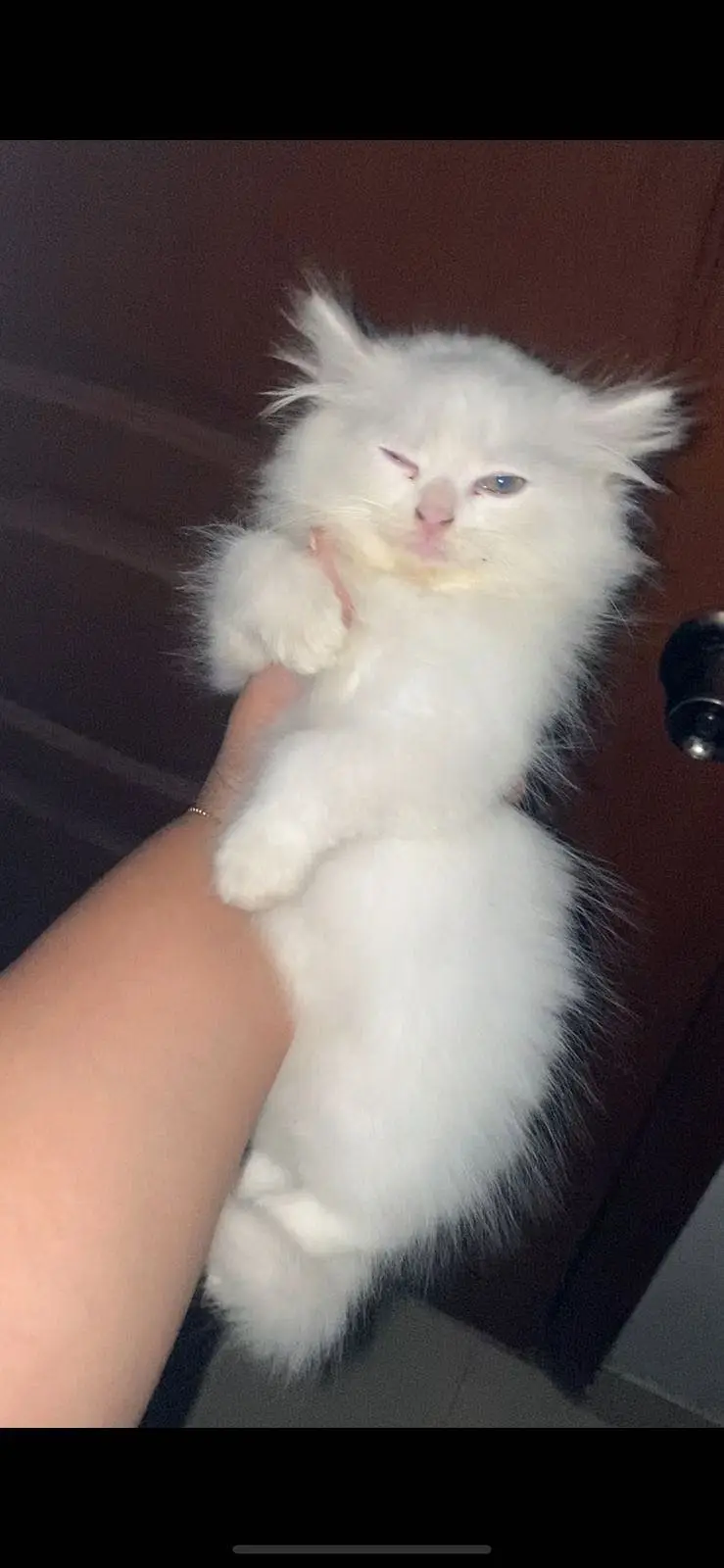 Triple coat persian kittens — photo 4