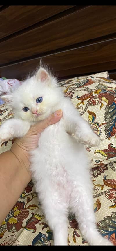 Triple coat persian kittens