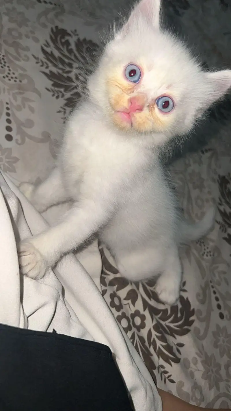 Persian — photo 2