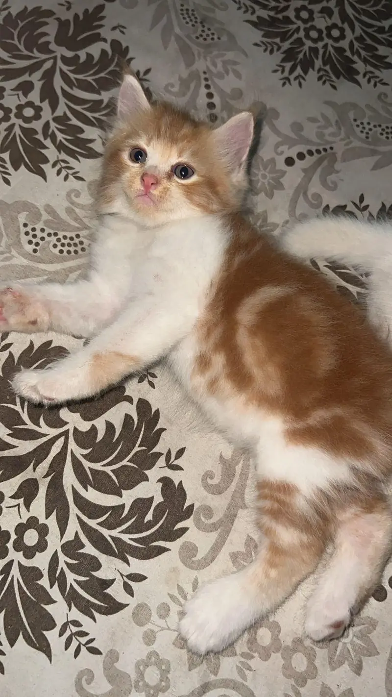 Persian — photo 3