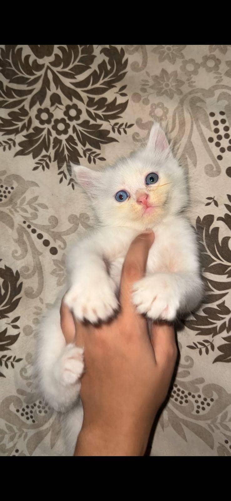 Persian 3