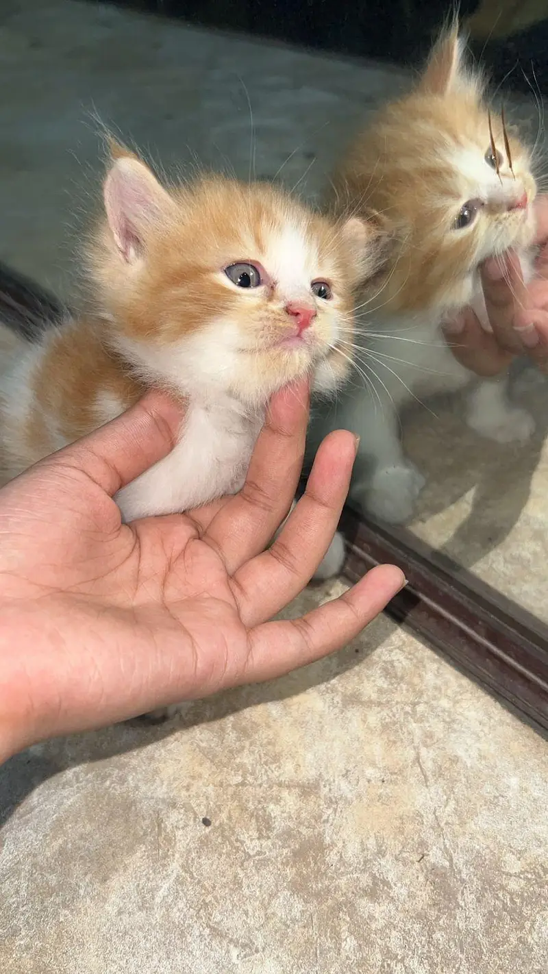 Persian — photo 5