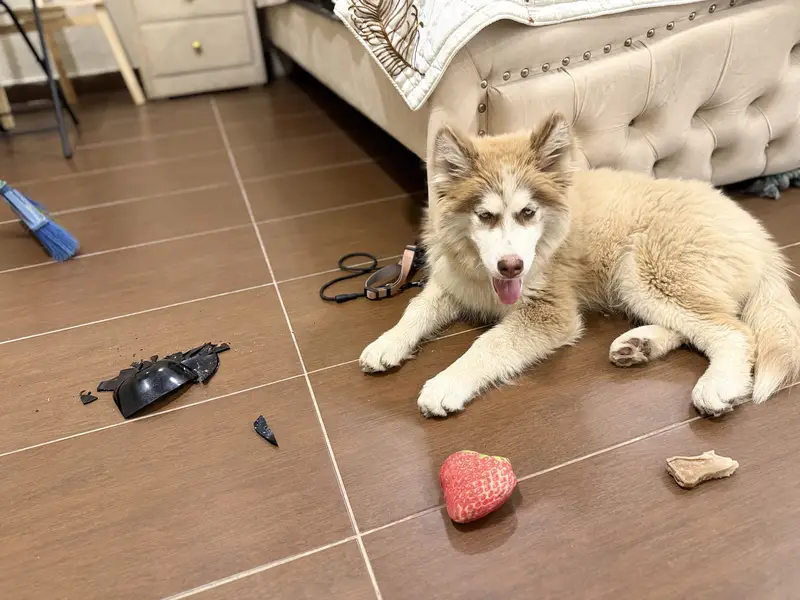 Siberian Huskey Brown 5 Months