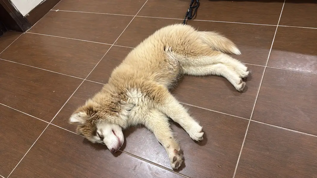 Siberian Huskey Brown 5 Months — photo 2