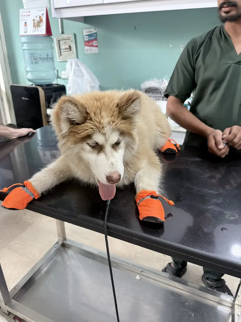 Siberian Huskey Brown 5 Months — photo 3